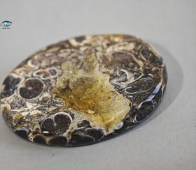 تصویر فسیل توریتلا بیضی 7.9 گرم 