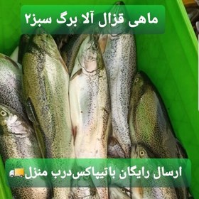 تصویر ماهی قزل آلا شمال(2کیلویی) 