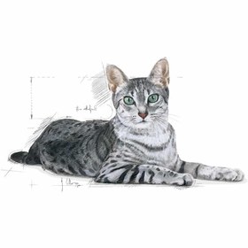 تصویر تغذیه سلامت گربه خانگی ۱.۵ کیلوگرم برند royal canin Feline Health Nutrition Indoor 1.5kg