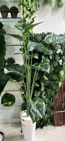 تصویر پتوس یک متری 