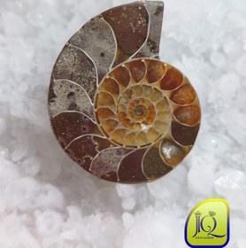 تصویر فسیل آمونیت 