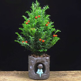 تصویر بذر بنسای ناندینا وانیا سید مدل N56 