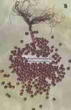 تصویر یک مشت نخودچی 