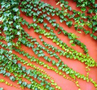 تصویر بذر گیاه موچسب بوستون (پیچک زینتی) 