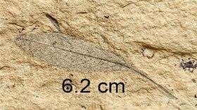 تصویر فسیل برگ درخت بازدانگان از ایلام 