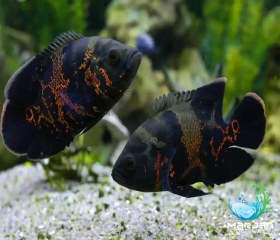 تصویر ماهی اسکار تایگر 