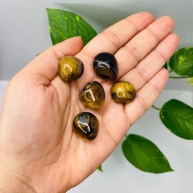 تصویر تامبل چشم ببر(دونه) 