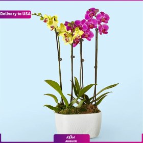 تصویر (Delivery to USA) Purple ، Yellow Orchid Garden 