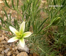 تصویر بذر اسپند Peganum harmala 