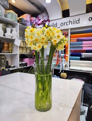 تصویر گل نرگس - زیاد 