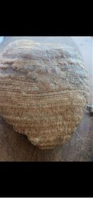 تصویر بزرگترین فسیل جانوری 