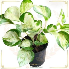 تصویر پتوس منجولا 