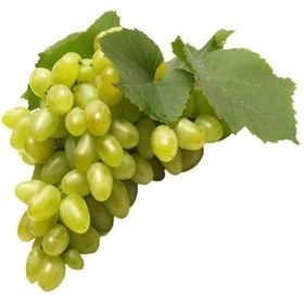 تصویر انگور رطبی 