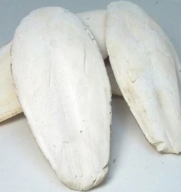 تصویر کف دریا کف-دریا