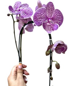 تصویر ارکیده نیرا خیلی خوشگله ض