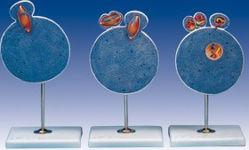 تصویر مولاژ میوز 