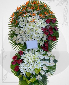 تصویر تاج گل استرلیتزیا 