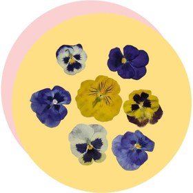 تصویر گل خشک بنفشه 