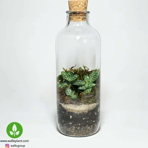 تصویر فروشگاه وال ای پلنت تهران