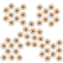 تصویر شمع شناور بابونه مجموعه ۵۰ عددی 