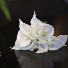 تصویر گل شیپوری 