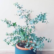 تصویر خرید گیاه اکالیپتوس برای تراس یا بالکن 