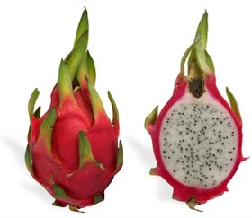 تصویر دراگون توسفید ایرانی 