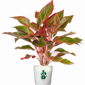 تصویر آگلونما قرمزی گلآرون 