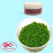 تصویر بذر چمن آکواریوم مونت کارلو ۴ گرمی امسالی 