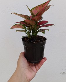 تصویر آگلونما رد بیوتی 