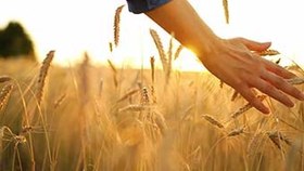 تصویر دانلود فوتیج لمس خوشه های گندم Hand Touches Ripe Ears Of Wheat 