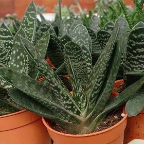 تصویر بذر ساکولنت گاستریا مخلوط 