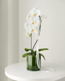 تصویر ارکیده رنگی شیک و مدرن 