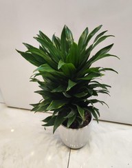 تصویر گلدون کامپک kampak