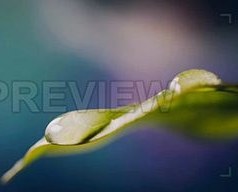 تصویر دانلود فوتیج قطرات آب از برگ می‌ریزد Water Drops Fall From The Leaf 