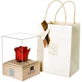 تصویر گل رز با ملودي Jane Maryam (ROCO) 