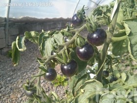 تصویر بذر گوجه سیاه ا بذر گوجه سیاه (وارداتی) - با قوه نامیه بالا بذر گوجه سیاه (وارداتی) - با قوه نامیه بالا