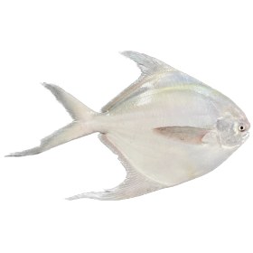 تصویر ماهی حلوا سفید (زبیدی) تازه و صید روز [ قیمت و خرید ]-اسبک ماهی 