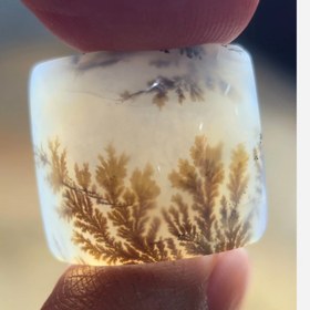 تصویر شجر قائن طبیعی 