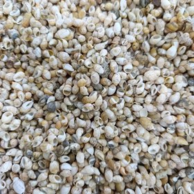 تصویر صدف ریز رنگ کرم(30گرم) مدل pkst04 