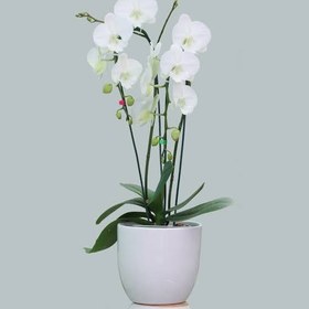 تصویر گل ارکیده تک شاخه گل ارکیده تک شاخه