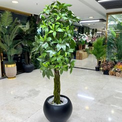 تصویر درختچه بنسای پاچیرا مصنوعی 