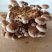 تصویر بذر قارچ شیتاکه یک کیلوگرم Shiitake mushroom seeds 1kg