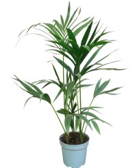 تصویر نخل کنتیا 