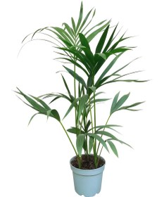 تصویر نخل کنتیا 