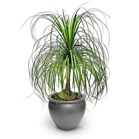 تصویر گل لیندا 