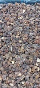 تصویر فروشگاه خرما لطیفی