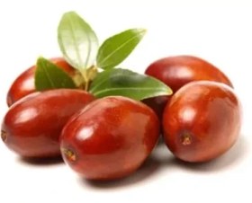 تصویر نهال عناب بیرجند 