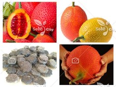 تصویر بذر میوه گاک - Gac Fruit 