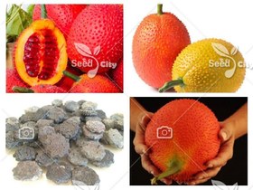 تصویر بذر میوه گاک - Gac Fruit 